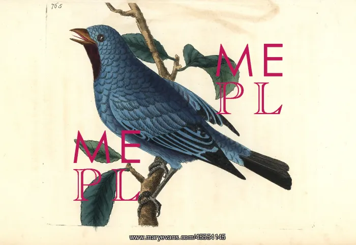 : Plum-throated cotinga, Cotinga maynana : Plum-throated cotinga, Cotinga maynana