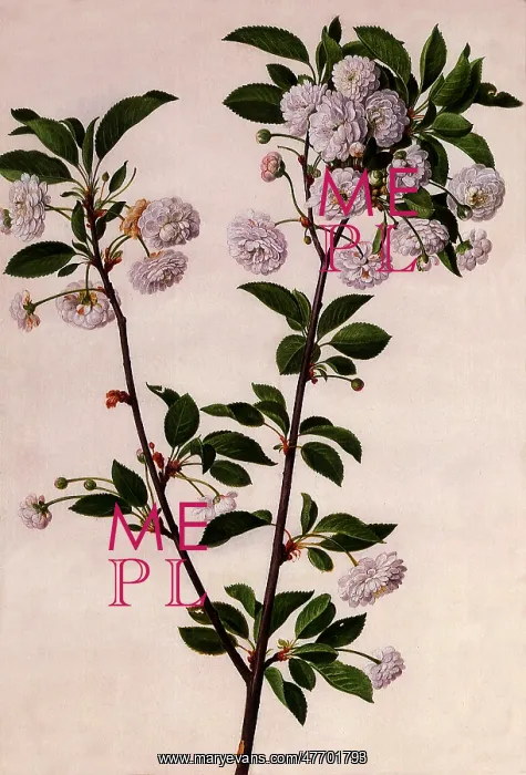  : Plum Tree Botanical