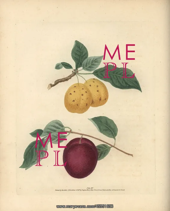 : Plum varieties, Prunus domestica : Plum varieties, Prunus domestica