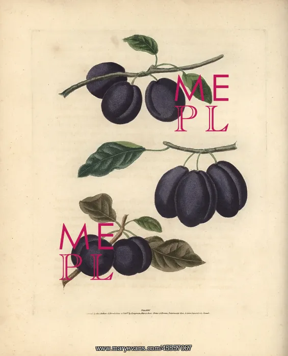: Plum varieties, Prunus domestica : Plum varieties, Prunus domestica