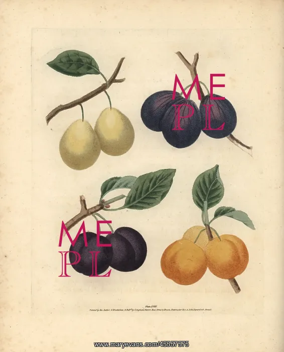 : Plum varieties, Prunus domestica : Plum varieties, Prunus domestica