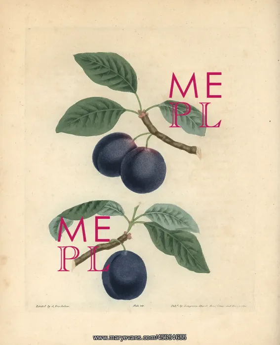 : Plum varieties, Prunus domestica : Plum varieties, Prunus domestica