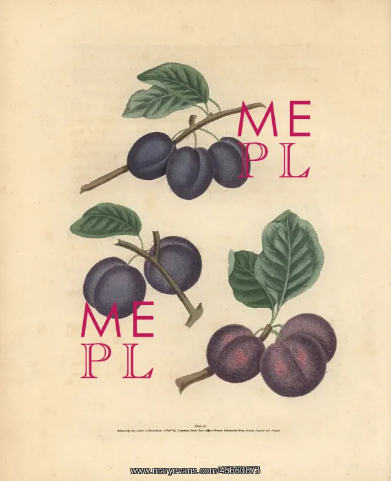 : Plum varieties, Prunus domestica : Plum varieties, Prunus domestica