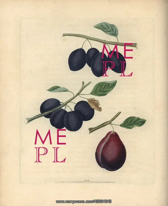 : Plum varieties, Prunus domestica : Plum varieties, Prunus domestica