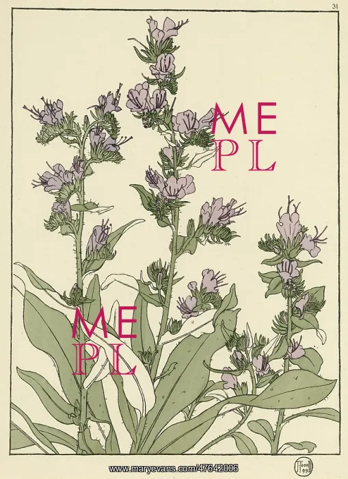 : Plumbago. Decorative flower study by Jeannie Foord, of a flowing plant Plumbago : Plumbago. Decorative flower study by Jeannie Foord, of a flowing plant Plumbago
