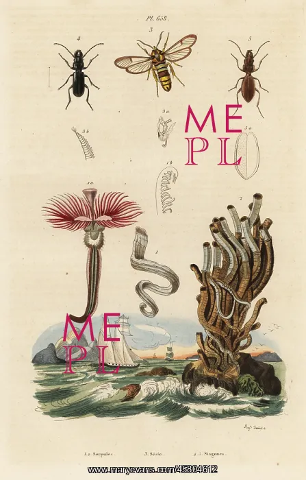 : Plume worm, hornet moth and beetles : Plume worm, hornet moth and beetles