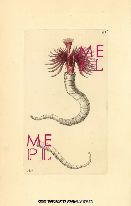 : Plume worm, Serpula vermicularis : Plume worm, Serpula vermicularis