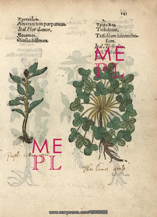 : Plumed cockscomb, Celosia argentea, and clover : Plumed cockscomb, Celosia argentea, and clover