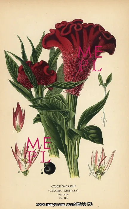 : Plumed cockscomb or silver cock's comb, Celosia argentea : Plumed cockscomb or silver cock's comb, Celosia argentea