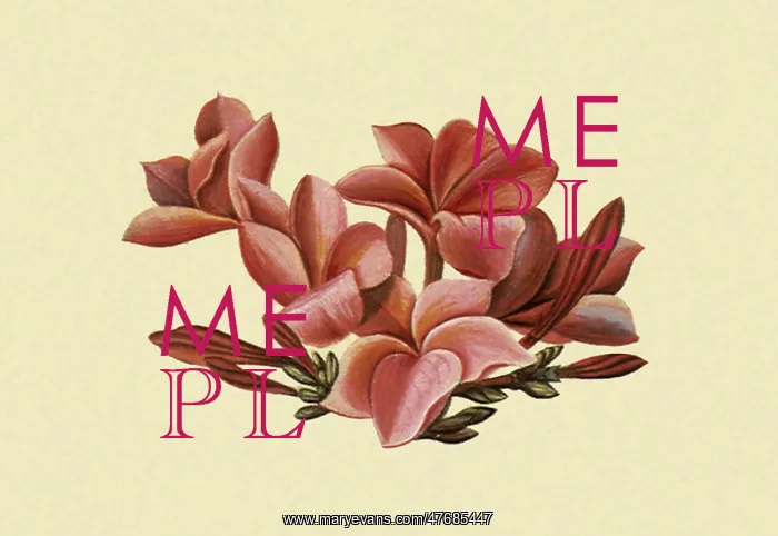  : Plumeria Flore Rosea