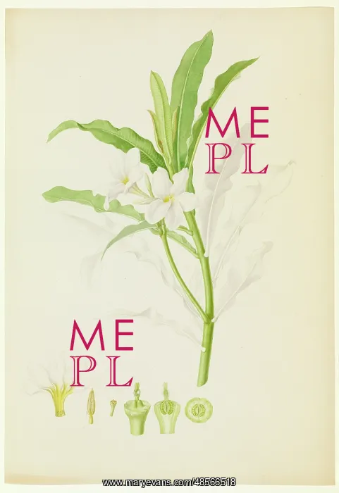 : Plumeria sp. lei flower : Plumeria sp. lei flower