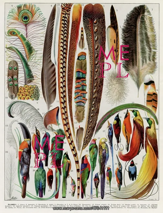 : Plumes - feathers : Plumes - feathers