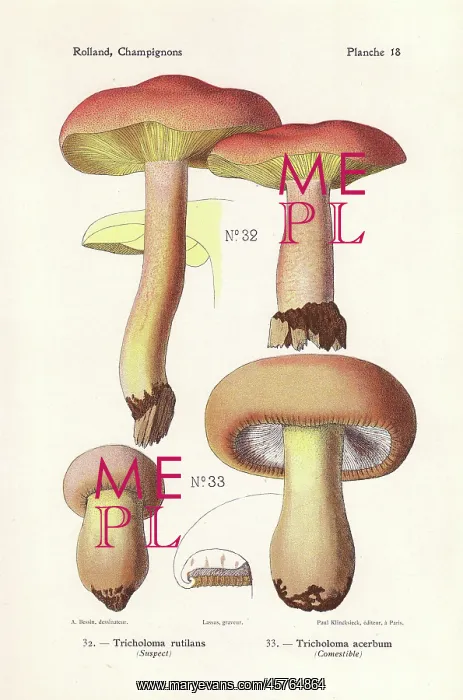 : Plums and custard mushroom and bitter knight : Plums and custard mushroom and bitter knight