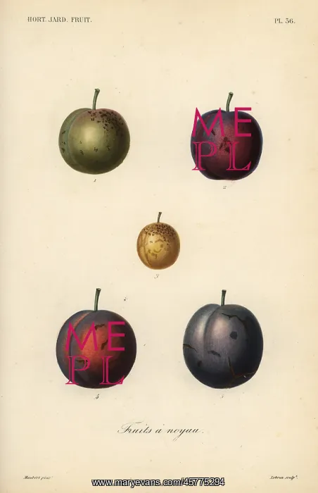 : Plums and prunes, Prunus domestica : Plums and prunes, Prunus domestica