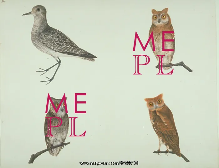 : Pluvalis squatarola, grey plover and other owls : Pluvalis squatarola, grey plover and other owls