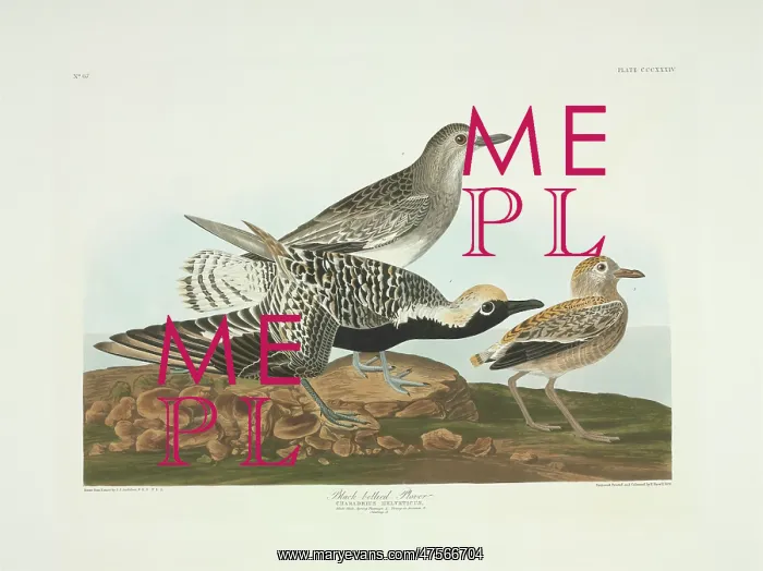 : Pluvialis squatarola, grey plover : Pluvialis squatarola, grey plover