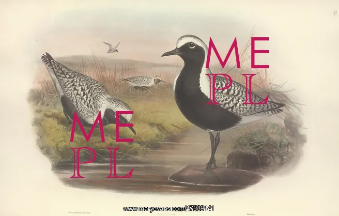 : Pluvialis squatarola, grey plover : Pluvialis squatarola, grey plover