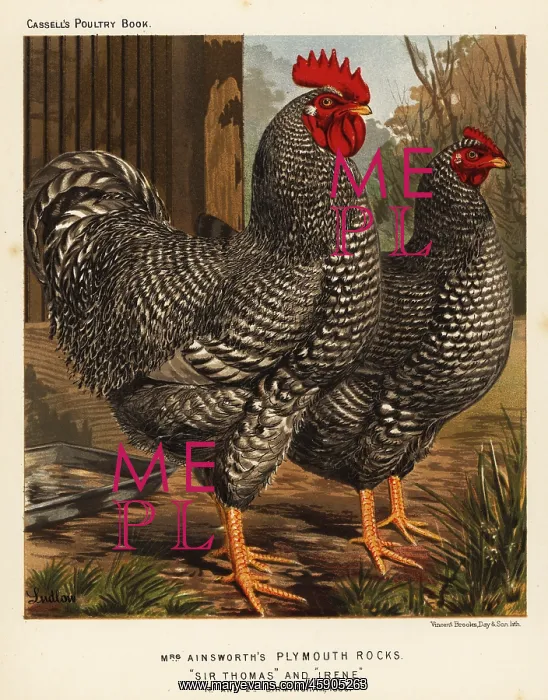 : Plymouth Rock chickens : Plymouth Rock chickens