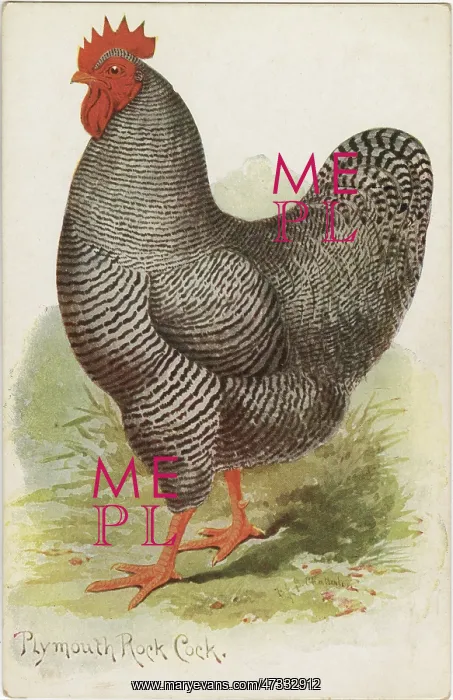 : PLYMOUTH ROCK COCKEREL : PLYMOUTH ROCK COCKEREL