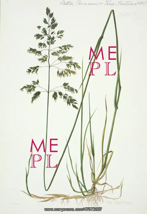 : Poa pratensis, smooth meadow-grass : Poa pratensis, smooth meadow-grass