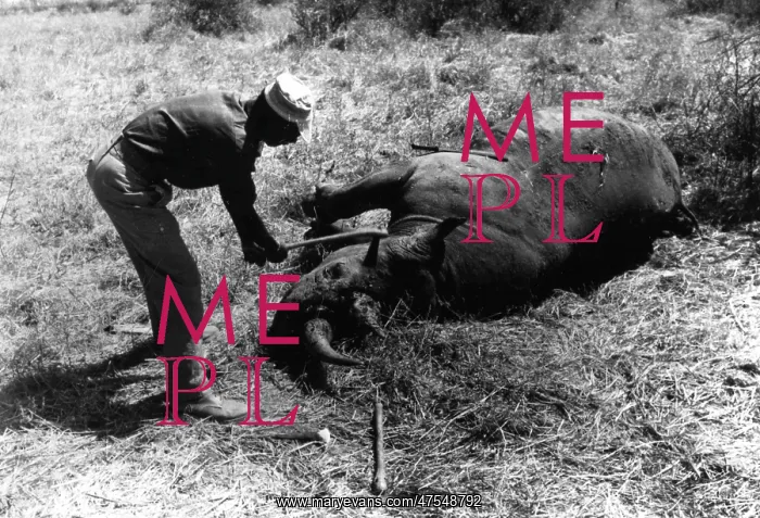 : Poacher and dead rhino : Poacher and dead rhino