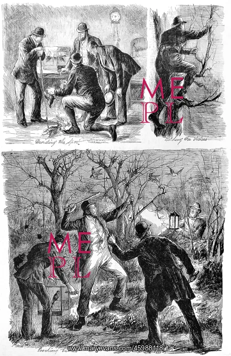 : Poachers. A sketch showing poaching by lantern light in Ireland