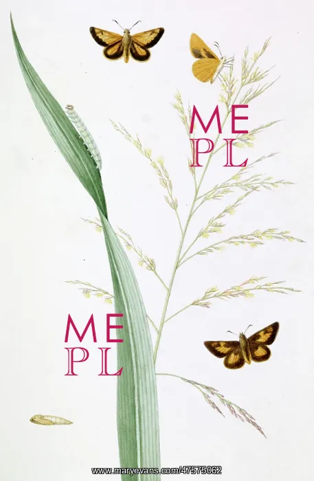 : Poanes, broad grafs skipper butterfly : Poanes, broad grafs skipper butterfly