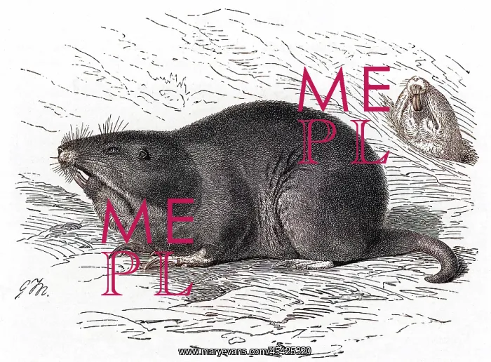 : POCKET GOPHER : POCKET GOPHER
