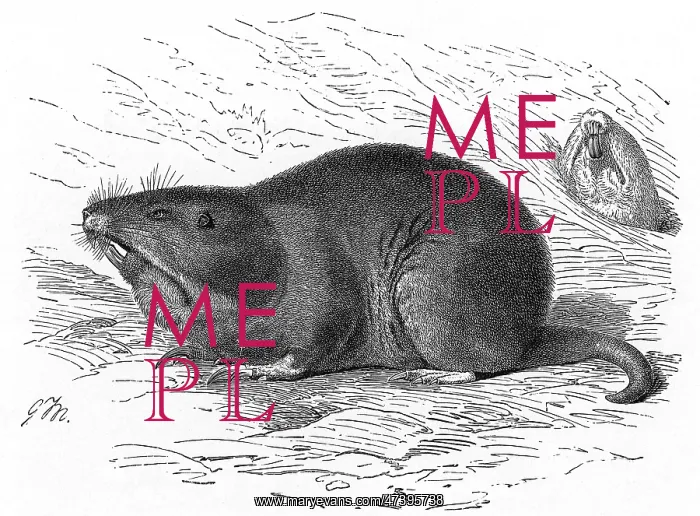 : POCKET GOPHER : POCKET GOPHER