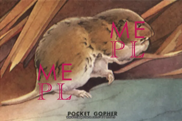  : Pocket Gopher