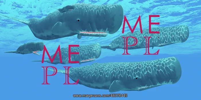: A pod of sperm whales swimming together : A pod of sperm whales swimming together