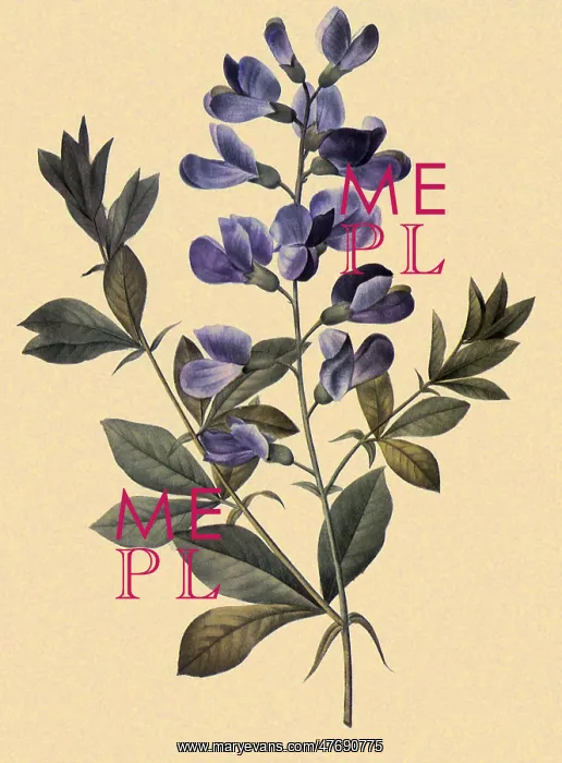 : Podalyria australis - Baptisia australis : Podalyria australis - Baptisia australis
