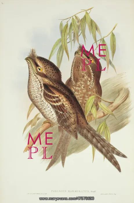 : Podargus ocellatus, marbled frogmouth : Podargus ocellatus, marbled frogmouth