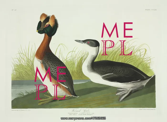 : Podiceps auritus, Slavonian grebe : Podiceps auritus, Slavonian grebe