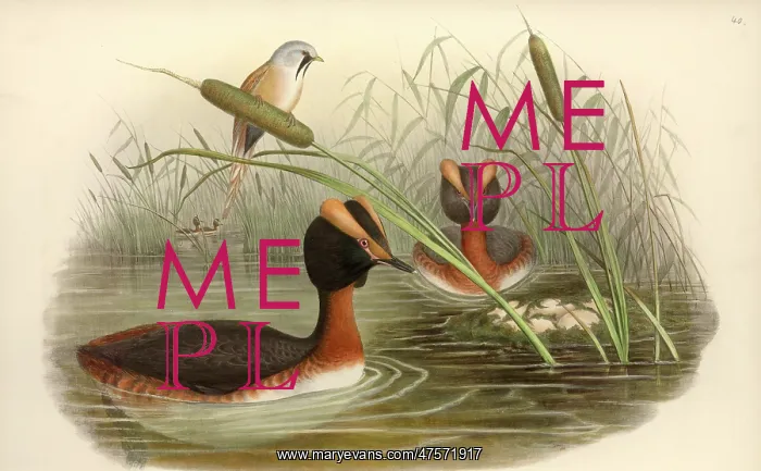  : Podiceps auritus, Slavonian grebe, Panurus biamarus, bearded