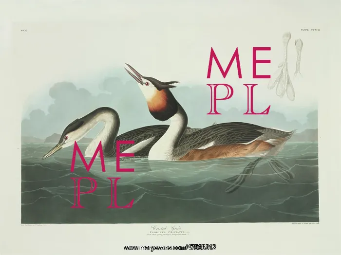 : Podiceps cristatus, great crested grebe : Podiceps cristatus, great crested grebe