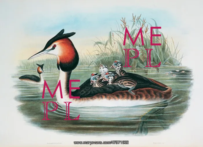 : Podiceps cristatus, great crested grebe : Podiceps cristatus, great crested grebe