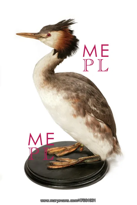 : Podiceps cristatus, great crested grebe : Podiceps cristatus, great crested grebe