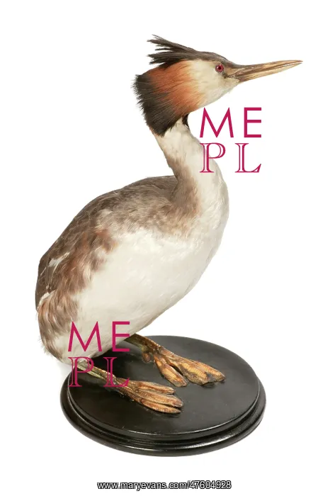 : Podiceps cristatus, great crested grebe : Podiceps cristatus, great crested grebe