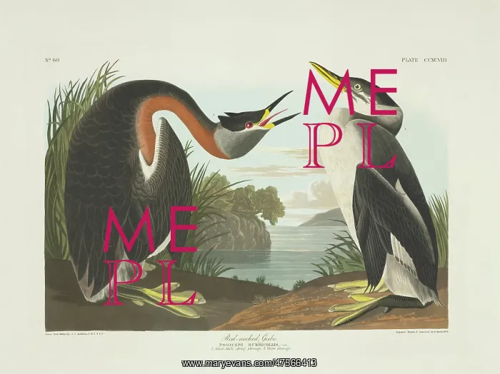 : Podiceps grisegena, red-necked grebe : Podiceps grisegena, red-necked grebe