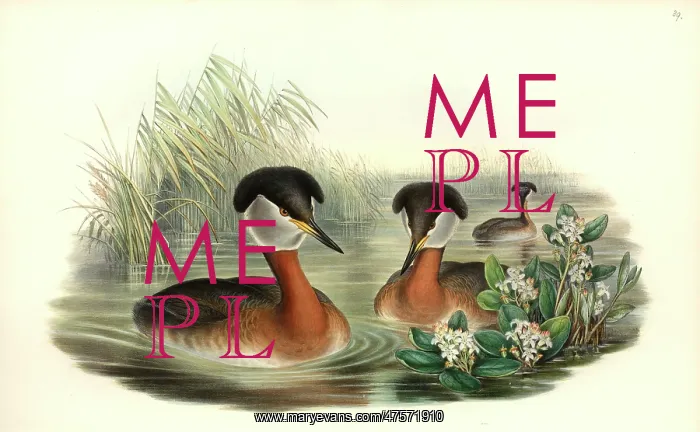 : Podiceps grisegena, red-necked grebe : Podiceps grisegena, red-necked grebe