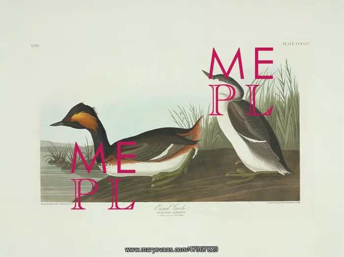 : Podiceps nigricollis, black-necked grebe : Podiceps nigricollis, black-necked grebe