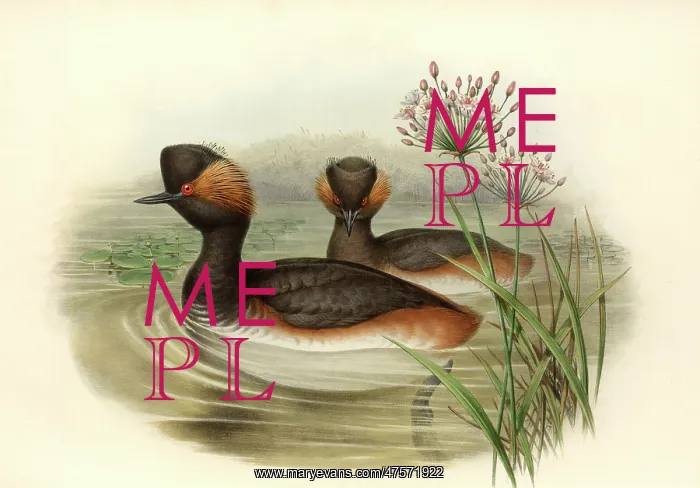 : Podiceps nigricollis, black-necked grebe : Podiceps nigricollis, black-necked grebe