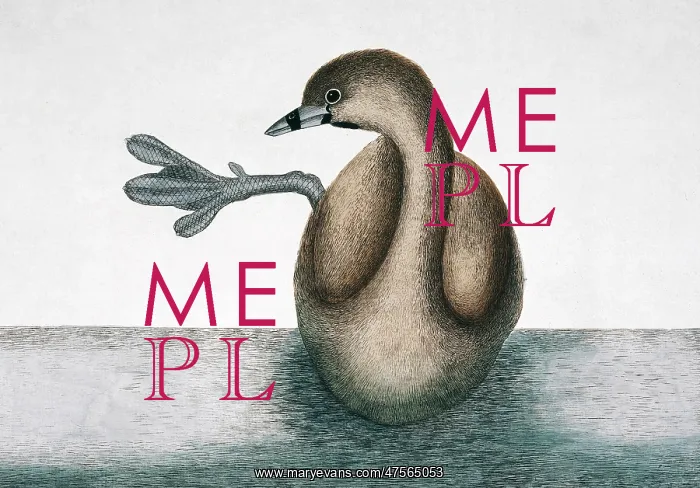 : Podilymbus podiceps, pied-billed grebe : Podilymbus podiceps, pied-billed grebe