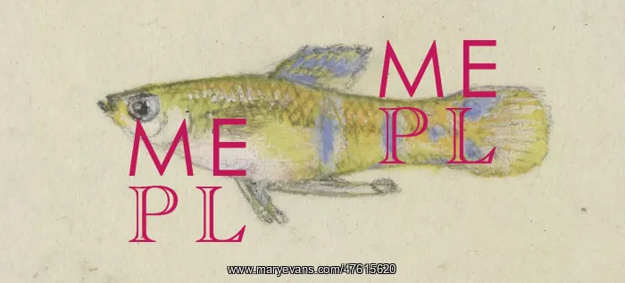 : Poeciliidae sp, Guppy : Poeciliidae sp, Guppy