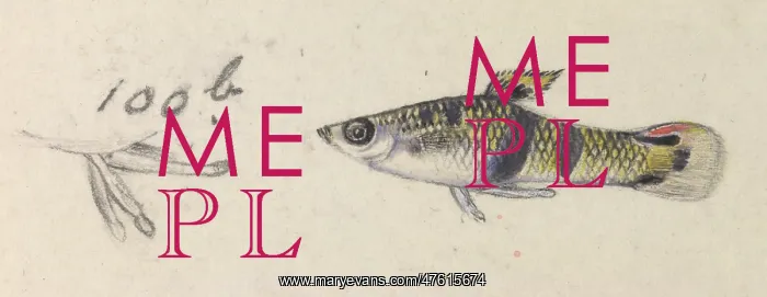 : Poeciliidae sp, Guppy : Poeciliidae sp, Guppy
