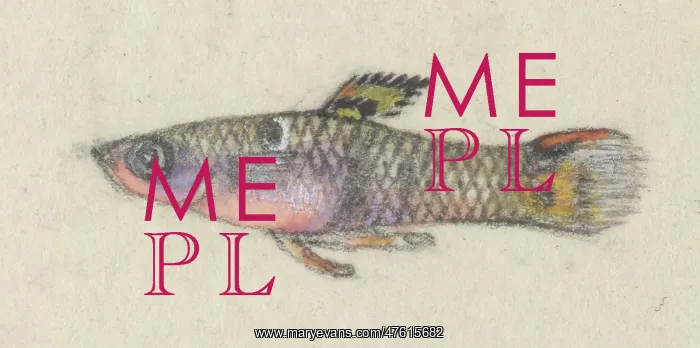 : Poeciliidae sp, Guppy : Poeciliidae sp, Guppy