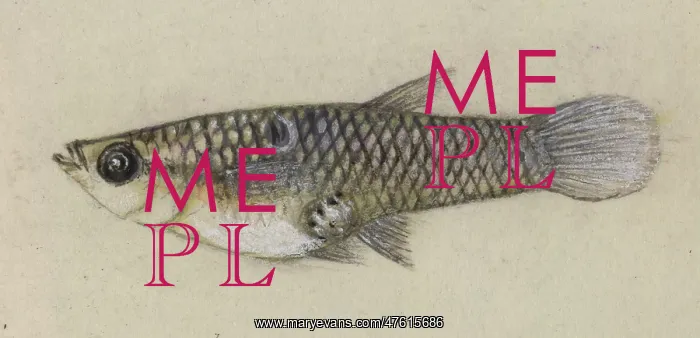 : Poeciliidae sp, Guppy : Poeciliidae sp, Guppy