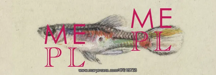  : Poeciliidae sp, Guppy