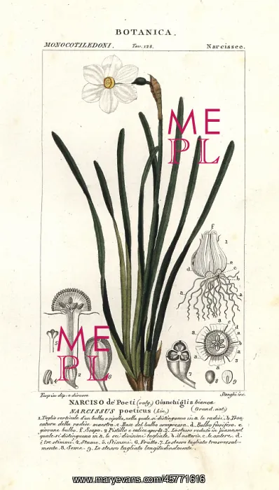 : Poet's daffodil, Narcissus poeticus : Poet's daffodil, Narcissus poeticus